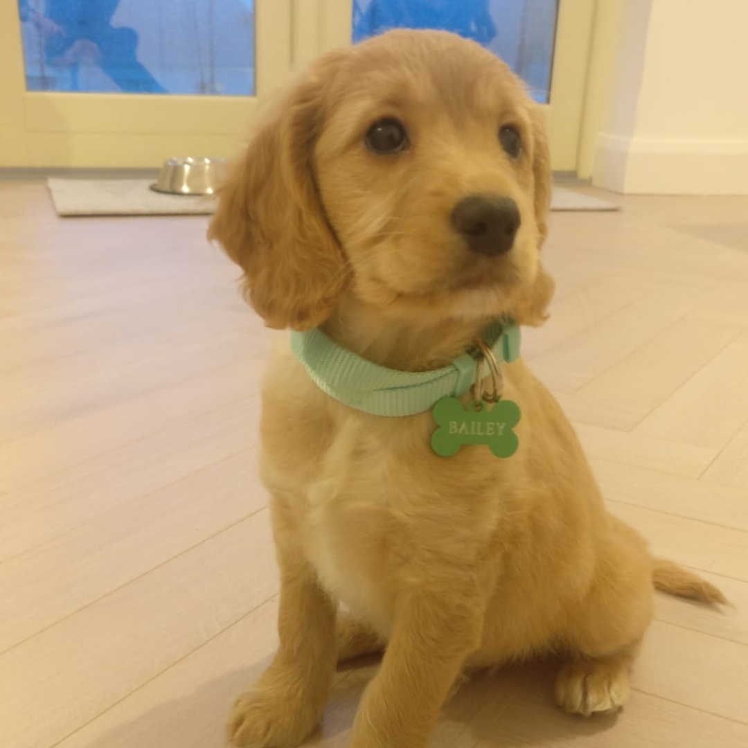 bailey-image