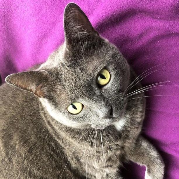 cat-image