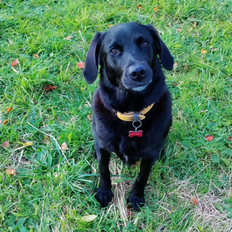 dog-profile